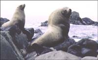 Steller sea lion